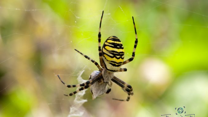 Wespenspinne