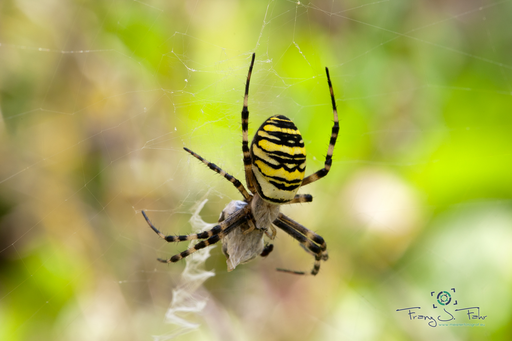 Wespenspinne